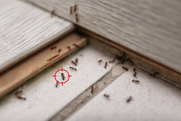 Best Mosquito Control Services  in Nashotah, WI